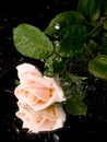 Pink rose with water drops Royalty Free Stock Photo