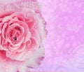 Pink rose water drops for background Royalty Free Stock Photo