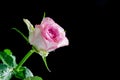 Pink rose with water drops at black background Royalty Free Stock Photo