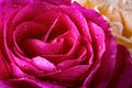 Pink rose in water drops close-up. Rose in dew. Flowers as a gift for the holiday Royalty Free Stock Photo