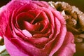 Pink rose in water drops close-up. Rose in dew. Flowers as a gift for the holiday Royalty Free Stock Photo