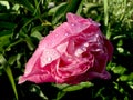 Pink rose with water drops closeup