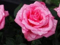 Pink rose with water drops