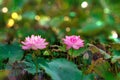 Pink rose water lily lotus flowers with bokeh light on the background Royalty Free Stock Photo