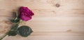 Pink rose with waterdrops on wooden background with copy space. Greeting card for the holiday. View from above