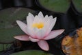 Pale Pink Water Lily Blossom in Aquatic Botanical Garden