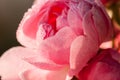 Pink rose with watter drops Royalty Free Stock Photo