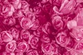 Pink rose wedding love background