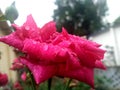 Rain drops on a beautiful pink rose