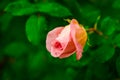 Pink rose Royalty Free Stock Photo