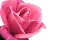 Pink rose on white background.