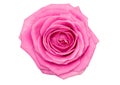 Pink rose on white background, bud isolated, close-up, clipping path Royalty Free Stock Photo