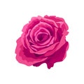 Pink rose on a white background. Vector illustration of an isolated flower. Rosebud with lush petals, decoration, botanical