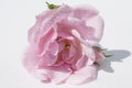 Pink rose on white background with water drops