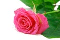 Pink rose on white Royalty Free Stock Photo
