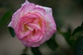 pink rose and white flower in a garden in horizontal view on dark background