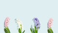 Pink, rose, white, purple, violet hyacinth flowers composition on a sky blue background. Concept of spring postcard, greeting card Royalty Free Stock Photo