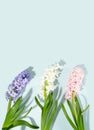 Pink, rose, white, purple, violet hyacinth flowers composition on a sky blue background. Concept of spring Royalty Free Stock Photo