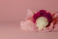 pink rose with white shell, creative romantic summer concept on the pink background Royalty Free Stock Photo