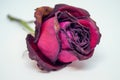 Dry rose isolated white background. Royalty Free Stock Photo