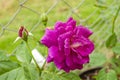 Pink Rose Beside Wire Fence