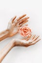 Pink rose in women`s hands with gold on petals close up Royalty Free Stock Photo