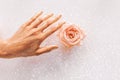 Pink rose in women`s hands with gold on petals close up Royalty Free Stock Photo