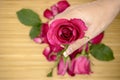 Pink rose in women's hands