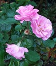 Pink Rose& x27;s in full bloom Royalty Free Stock Photo