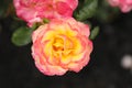 pink rose with yellow center with water droplets Royalty Free Stock Photo