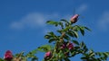 Pink rose with yellow pistils very close up open Royalty Free Stock Photo