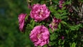 Pink rose with yellow pistils very close up open Royalty Free Stock Photo