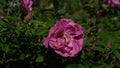 Pink rose with yellow pistils very close up open Royalty Free Stock Photo