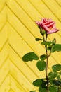 Pink rose on yellow wooden plank background in sunny day. Blooming plant on the background of a wooden fence.