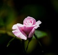 Pink rosebud closeup isolated against a dark background