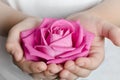 Pink rosebud in hands