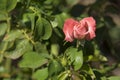 A Pink Rosebud Starting to Open