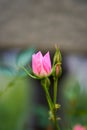 A pink rosebud about to bloom Royalty Free Stock Photo