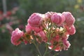 Pink rosebuds in the morning sun