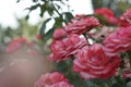 Pink rosebuds in the morning sun