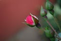 Pink rosebuds rose