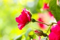 Pink rosebush buds on green background blooming in garden in sunny summer day.