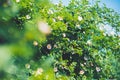 Pink rosebush in the garden on a warm sunny summer day. Royalty Free Stock Photo