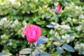 Pink rose flowers in natural light