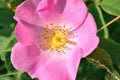 Pink rosehip blossom flower close up