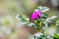 Pink Rosehip blossom on sunny day in spring