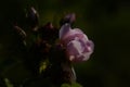 Pink rosehip flower on blurred green background