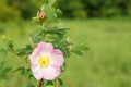 Pink rosehip flower close-up. Wild rose Bush blooms in the spring Royalty Free Stock Photo