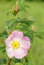 Pink rosehip flower close-up. Wild rose Bush blooms in the spring Royalty Free Stock Photo
