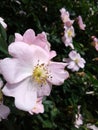 Gentle bright petals. Beautiful healing plant. Decorative thorny bush. Many stamens and pistils in the hips.